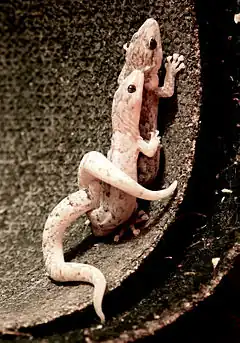 Description de l'image Christinus marmoratus (Marbled Gecko) edit.jpg.