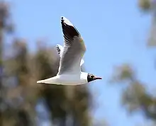 Mouette de Patagonie (Larus maculipennis)