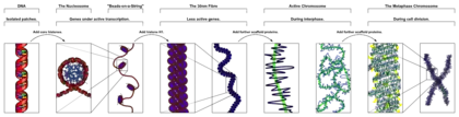 Compaction de l'ADN dans la chromatine