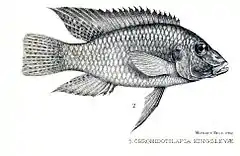 Description de l'image Chromidotilapia kingsleyae.jpg.