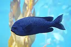 Description de l'image Chromis punctipinnis.jpg.