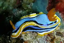 Description de l'image Chromodoris_annae.jpg.