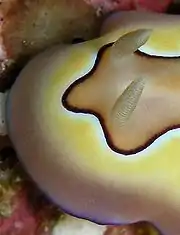 Rhinophores de Chromodoris coi