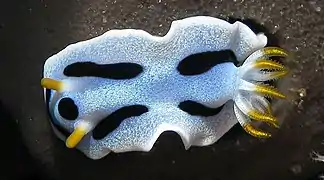 Chromodoris dianae