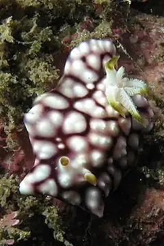 Goniobranchus geometricus