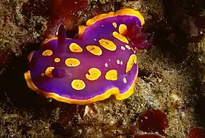 Description de l'image Chromodoris luteorosea (Rapp, 1827) .jpg.