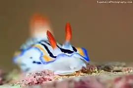 Chromodoris maritima