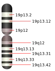 Le 19e chromosome