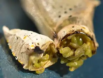 Chrysalide de piéride parasitée par une micro-guêpe dont les larves sont ici en cours de pupaison.