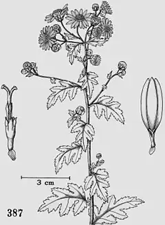 Description de l'image Chrysanthemum_indicum_tropicos.jpg.
