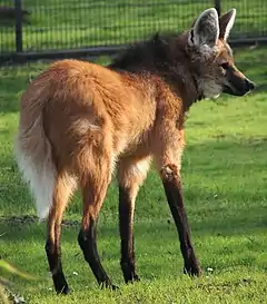 Loup à crinière (Chrysocyon brachyurus)