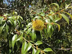 Description de l'image Chrysolepis chrysophylla foliage and fruit Big Basin State Park.jpg.