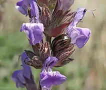 Chrysolina americana sur Salvia