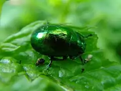 Photo d'un insecte sur une feuille.