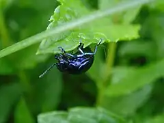 Photo d'un insecte accroché au rebord d'une feuille, le ventre vers le haut.