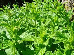 Photo d'un massif de menthes. Il y a de nombreux insectes, difficiles à voir car verts sur fond vert.