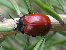 Un coléoptère noir aux élytres rouge foncé