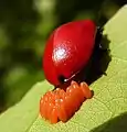 Femelle de chrysomèle du peuplier pondant ses œufs oblongs et de couleur rouge