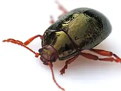 Description de l'image Chrysomelidae. Escaravello en Bastavales, Brion. Marzo.jpg.