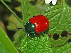 Description de l'image Chrysomelidae - Chrysolina grossa.JPG.