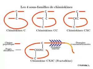 Les 4 sousfamilles de chimiokines