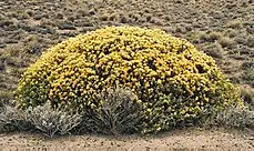 Quilembai (Chuquiraga avellanedae)