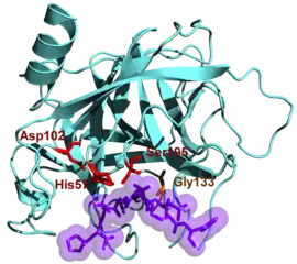 Image illustrative de l’article Chymotrypsine