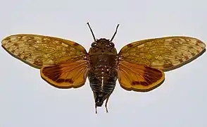 Yanga andriana (mahabo, Madagascar)