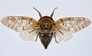 Yanga pulverea (Beparasy, Madagascar)