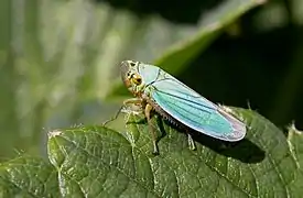 Cicadella viridis.