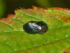 Penthimia nigra, Gênes, Italie.