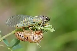 Description de cette image, également commentée ci-après