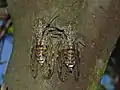 Cicada orni, le cortège