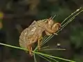 Exuvie de Cicada orni