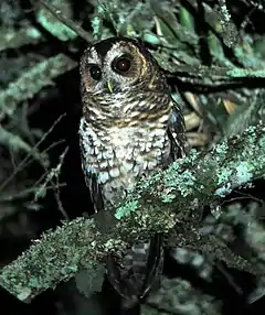 Description de l'image Ciccaba albitarsis Buho ocelado Rufous-banded Owl (28009257216).jpg.