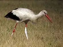 Cigogne blanche avec bague souillée de fientes