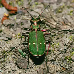 Cicindela campestris.