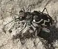 Cicindela tranquebarica.