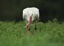 Photo d'une cigogne