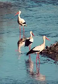 Cigognes sur le Guadiana près de Badajoz (es).