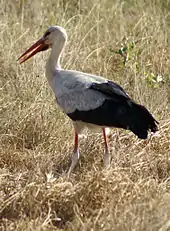 Photo de Cigogne blanche