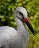 Bec de jeune cigogne