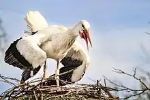 Photo d'une cigogne