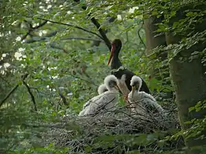 Cigogne noire au nid.