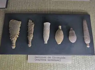 Radioles de cidaridés (espèces diverses, MNHN).