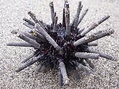 Description de l'image Cidaroid urchin in Galapagos.jpg.