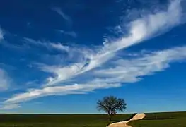 Ciel bleu près de San Magno dans la campagne de Ruvo di Puglia. Février 2010.