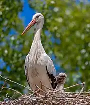 Cigogne blanche (Ciconia ciconi) et son cigogneau