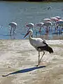 Cigogne blanche et flamants roses