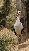 Cigogne maguari